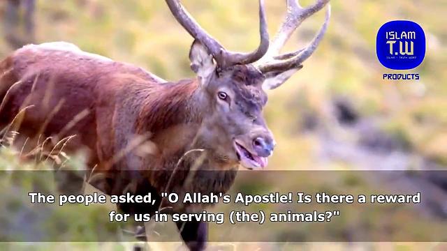 أيها المجتمع الغربي .. هل تعلم  مدى رفق الإسلام  بالحيوان أيضا ؟ من روائع الشيخ سعيد الكملي