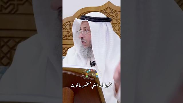 الحيوانات التي تنجُس بالموت - عثمان الخميس
