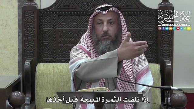 1410 - إذا  تلفت  الثمرة المبيعة قبل أخذها  - عثمان الخميس