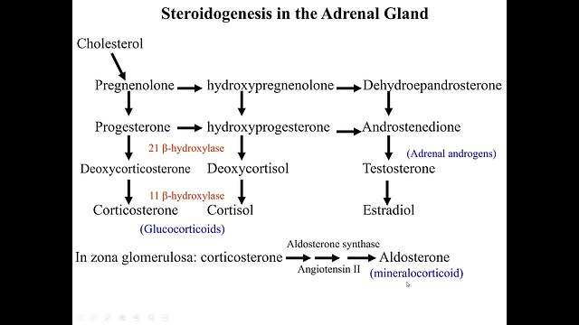 Corticosteroids 1-physiology