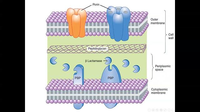 Penicillins 1